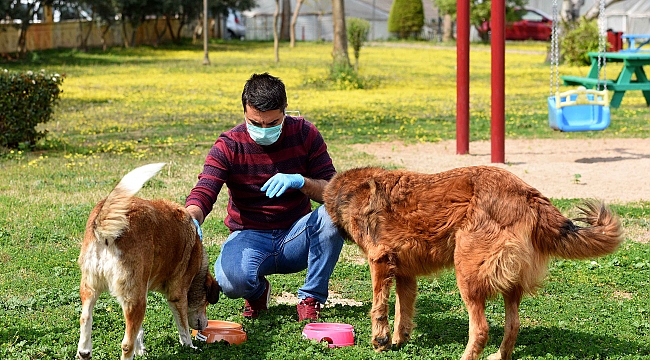 Muratpaşa’dan yerel hayvan koruma görevlisi eğitimi