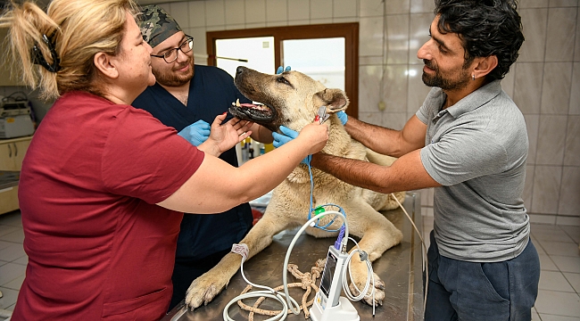 Kamyonet arkasında sürüklenen köpek Muratpaşa’da tedaviye alındı
