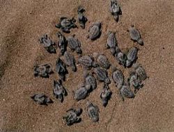 Yavru Caretta Carettalar Denizle Buluşuyor