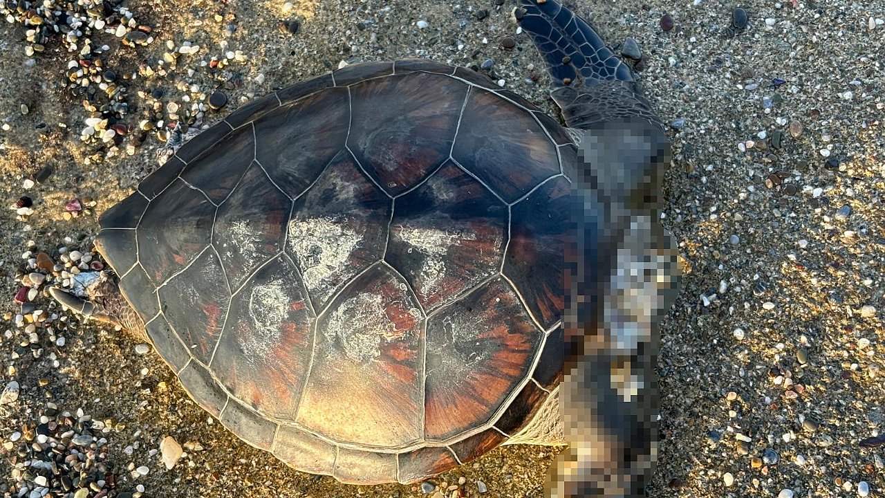 Alanya'da caretta caretta ölüsü bulundu