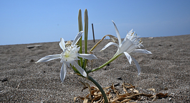 Nesli tükenmekte olan kum zambaklarını koparmanın cezası dudak uçuklatıyor