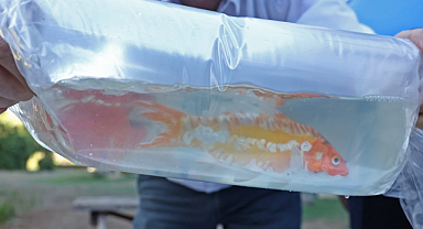 Tayland'tan süs balıkları, Tokat'tan horoz, İstanbul'dan kalkan balığı