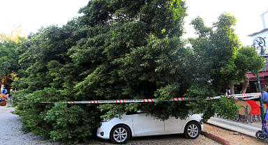 Araçların üzerine devrilen ağacın altında kalmaktan son anda kurtuldu