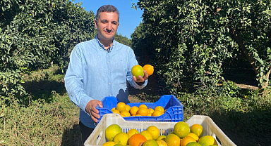 Finike'de portakal sezonu başladı, 250 bin ton rekolte bekleniyor