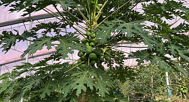 Alanya 40 bine yakın tropikal meyve üreticisiyle iç piyasa ihtiyacını karşılıyor