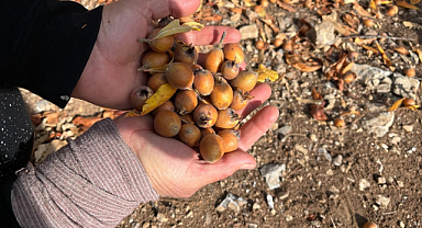 Toros Dağları'nda gizemli hayırseverin 30 yıl önce aşıladığı meyveler bölge halkına gelir oldu