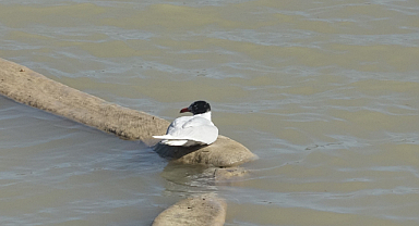 Antalya itfaiyesinden film gibi martı kurtarma operasyonu