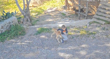 Sahipsiz köpeğin saldırısına uğrayan 7 yaşındaki çocuk hastanelik oldu