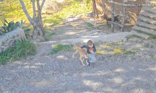 Sahipsiz köpeğin saldırısına uğrayan 7 yaşındaki çocuk hastanelik oldu