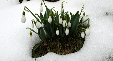 Toros kardeleni için kontrollü üretim ve ihracat modeli sürdürülüyor