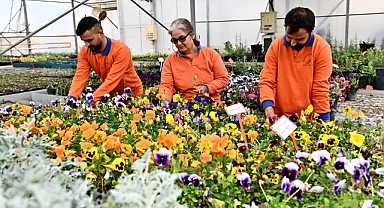 Çiçek Desenleri Günleri için 130 bin dal çiçek yetiştiriliyor