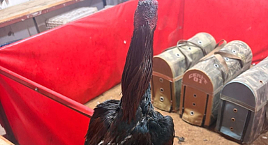 Horoz dövüşüne jandarma baskını