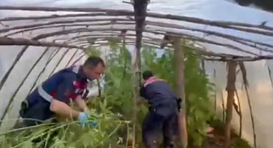 Serayı uyuşturucu tarlasına çevirmiş