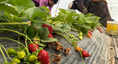 Tarla ile market rafları arasındaki farka üretici bile inanamıyor