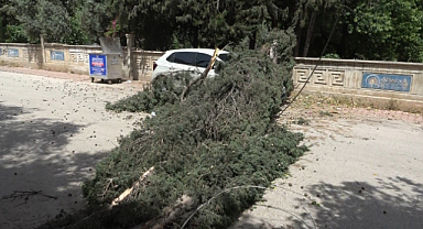 Antalya'da mezarlıktaki ağaç devrildi, park halindeki araç zarar gördü