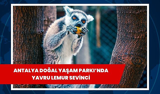 Antalya Doğal Yaşam Parkı’nda yavru lemur sevinci
