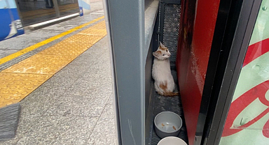 Tramvayın altına giren yavru kedi, yolcuları ve durak görevlilerini alarma geçirdi