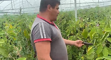 Ürettiği patlıcanlar maliyetini kurtarmayınca serasının kapılarını vatandaşlara açtı